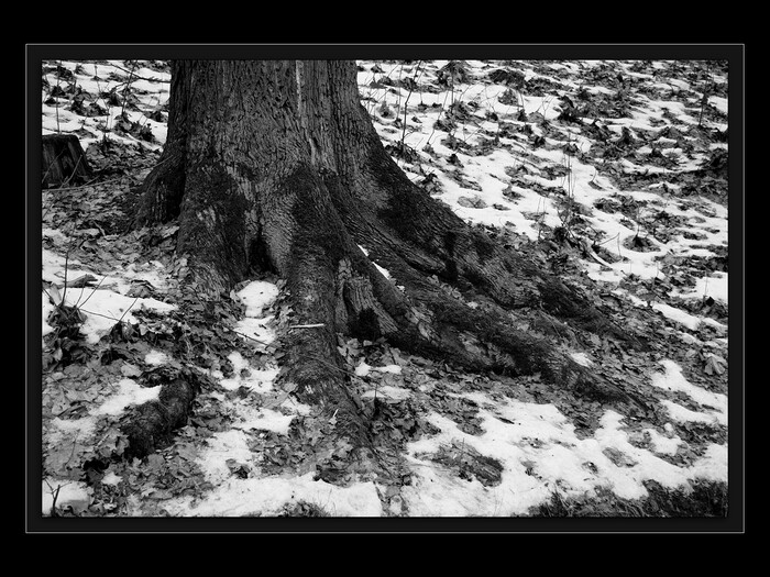 Spojení se Zemí
Keywords: Cibulka